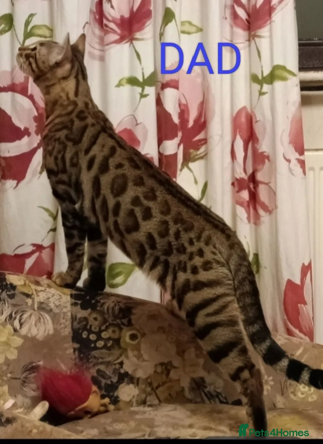 Mixed Breed cats for sale: Ginger & Charcoal Grey X Bengal X kittens  in Bootle - Advert 6