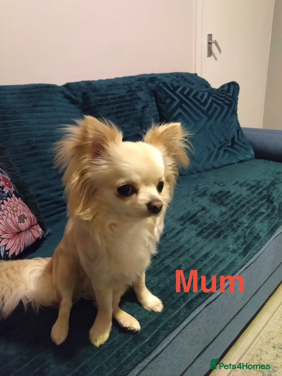 Chihuahua dogs for sale: Beautiful long-haired chihuahuas  - Advert 1