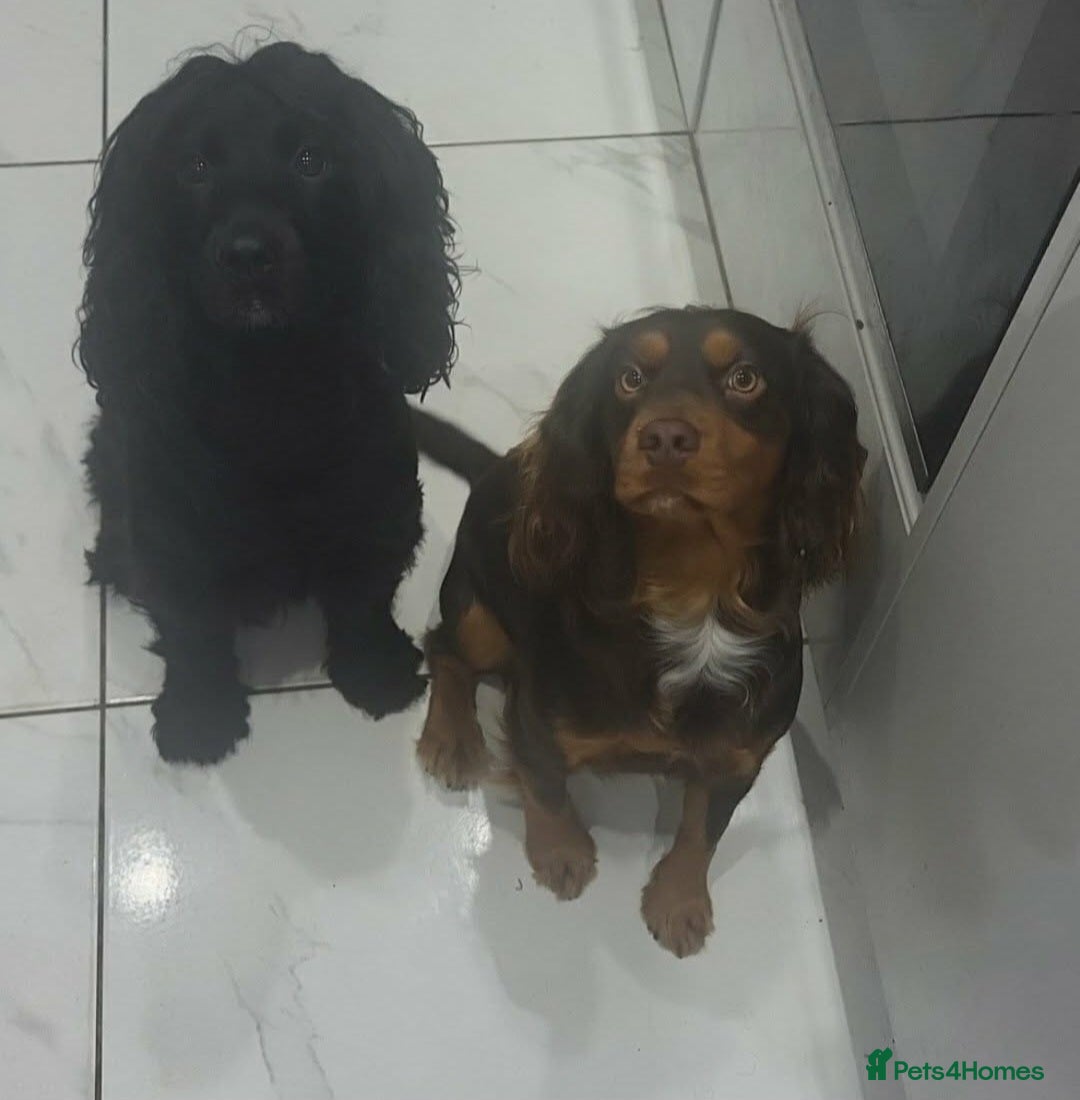 Cocker Spaniel dogs Cocker spaniel  - Advert 3