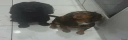 Cocker Spaniel dogs for sale: Cocker spaniel  in Runcorn - Advert 1