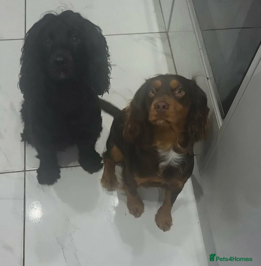Cocker Spaniel dogs for sale: Cocker spaniel  in Runcorn - Advert 1