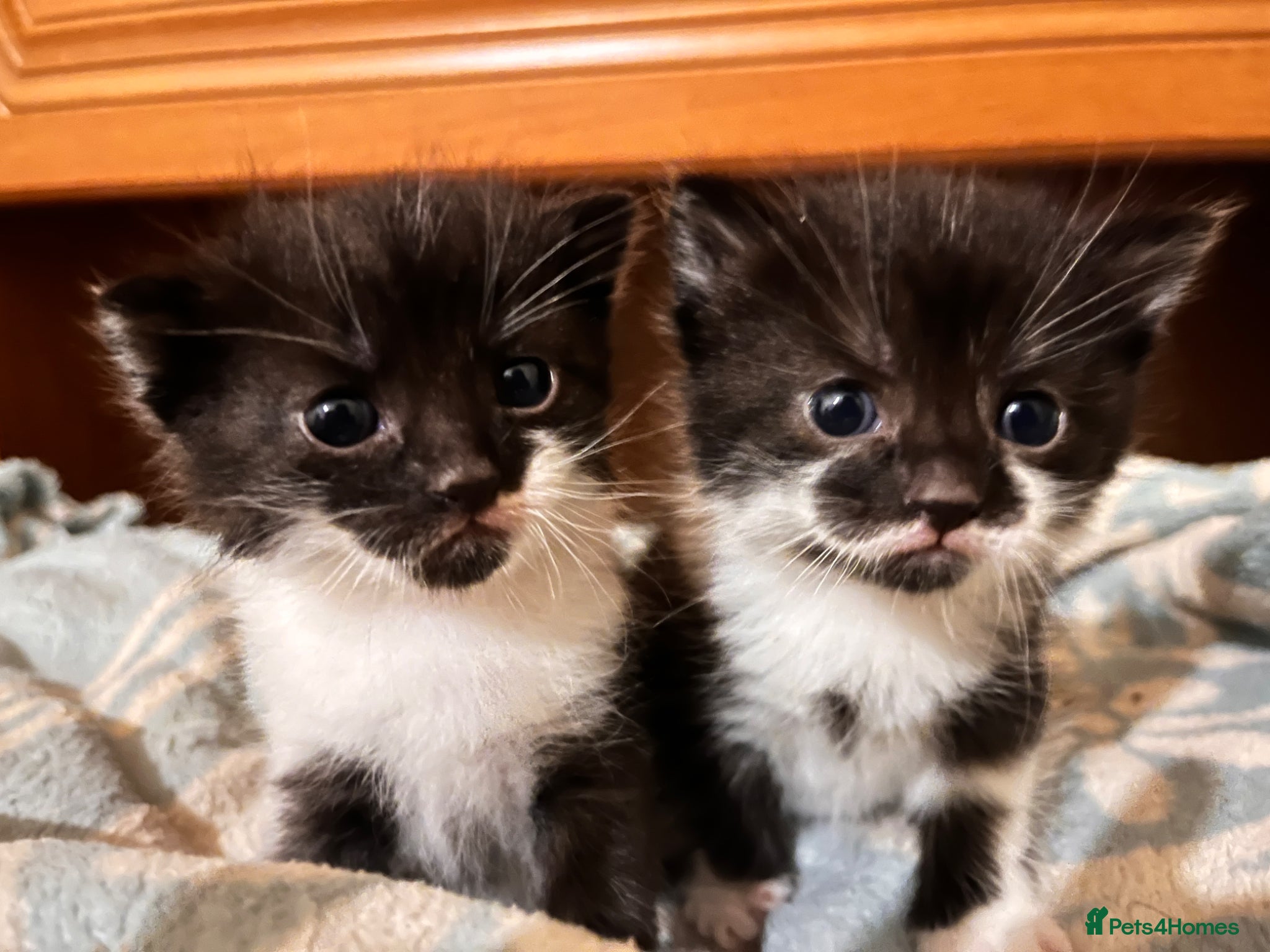Mixed Breed cats Lucy & Yuki - Advert 1