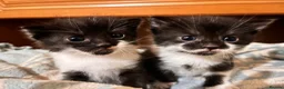 Mixed Breed cats for sale: Lucy & Yuki - Advert 1