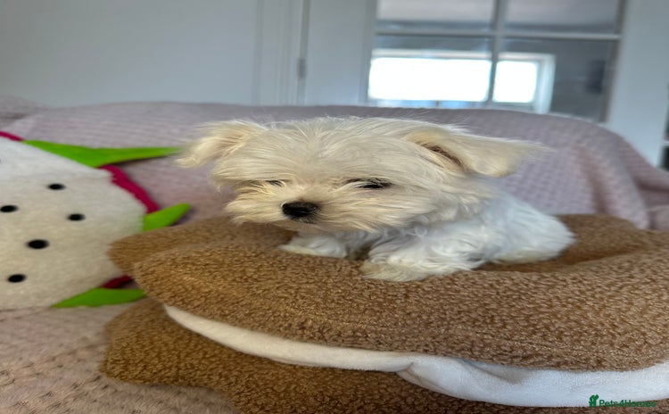 Maltese dogs - Advert 3