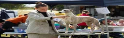 Whippet dogs for sale: KC Gorgeous Whippet pups. - Advert 19