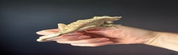Gecko reptiles for sale: Crested gecko with enclosure  - Advert 4