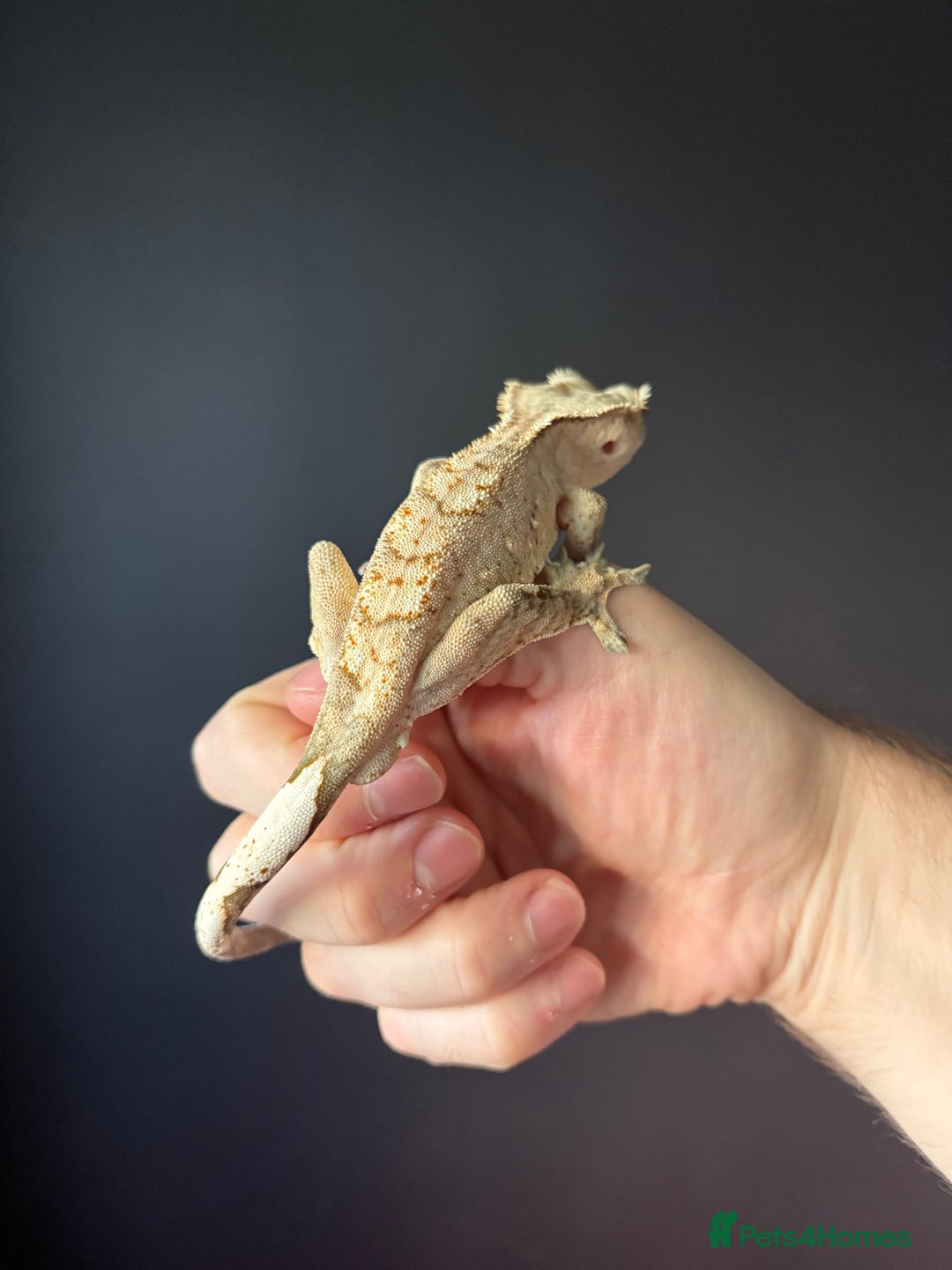 Gecko reptiles for sale: Crested gecko with enclosure  - Advert 4