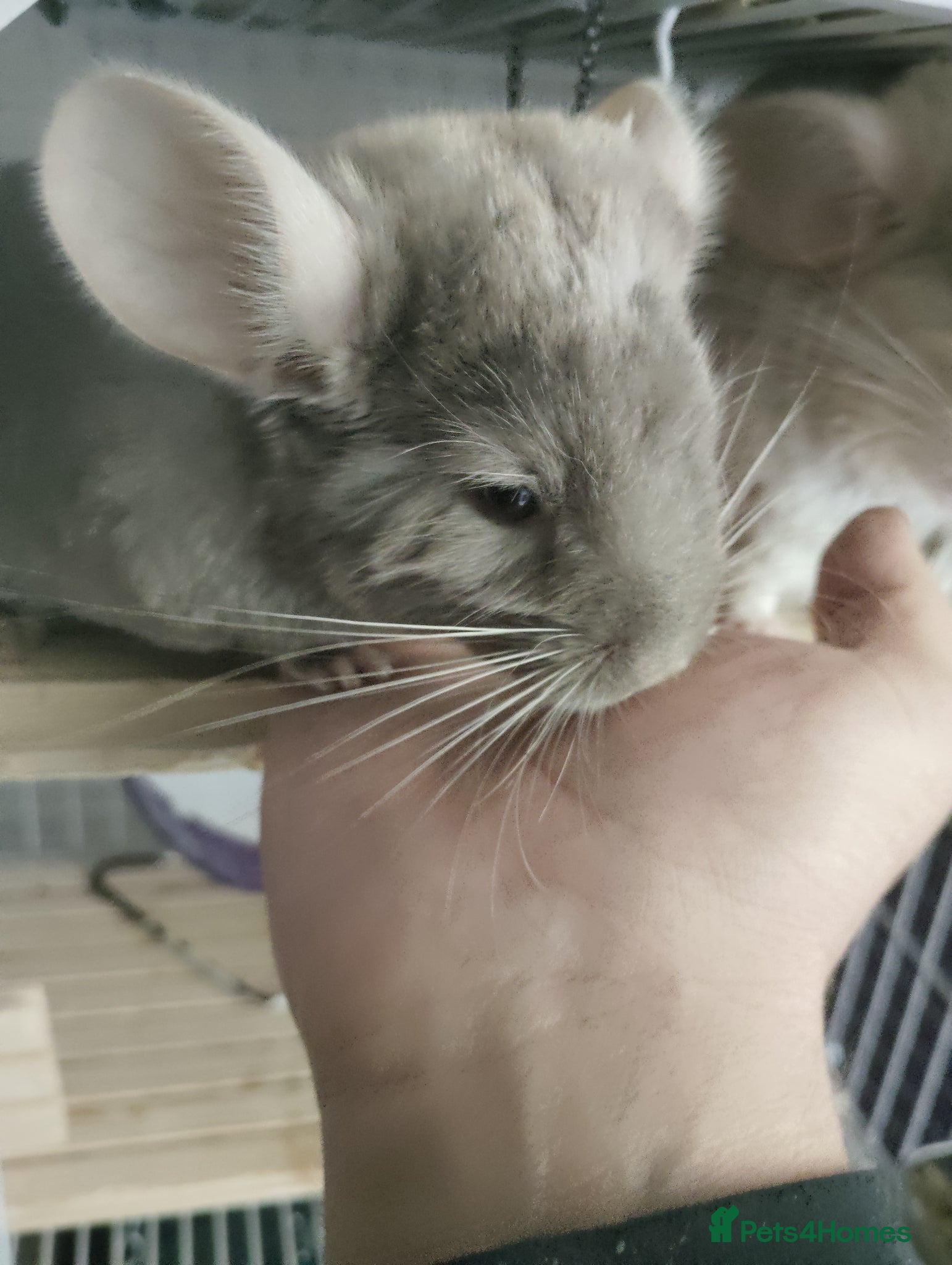 Chinchilla rodents Friendly Fem Chin Kit, looking for a forever home - Advert 1