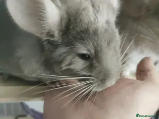 Chinchilla rodents Friendly Fem Chin Kit, looking for a forever home - Advert 1