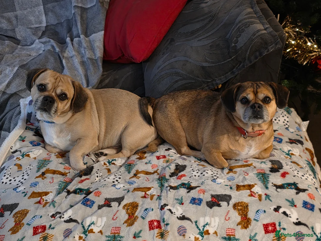Mixed Breed dogs for stud: Outstanding Gentle Puggle Stud  in Solihull - Advert 2