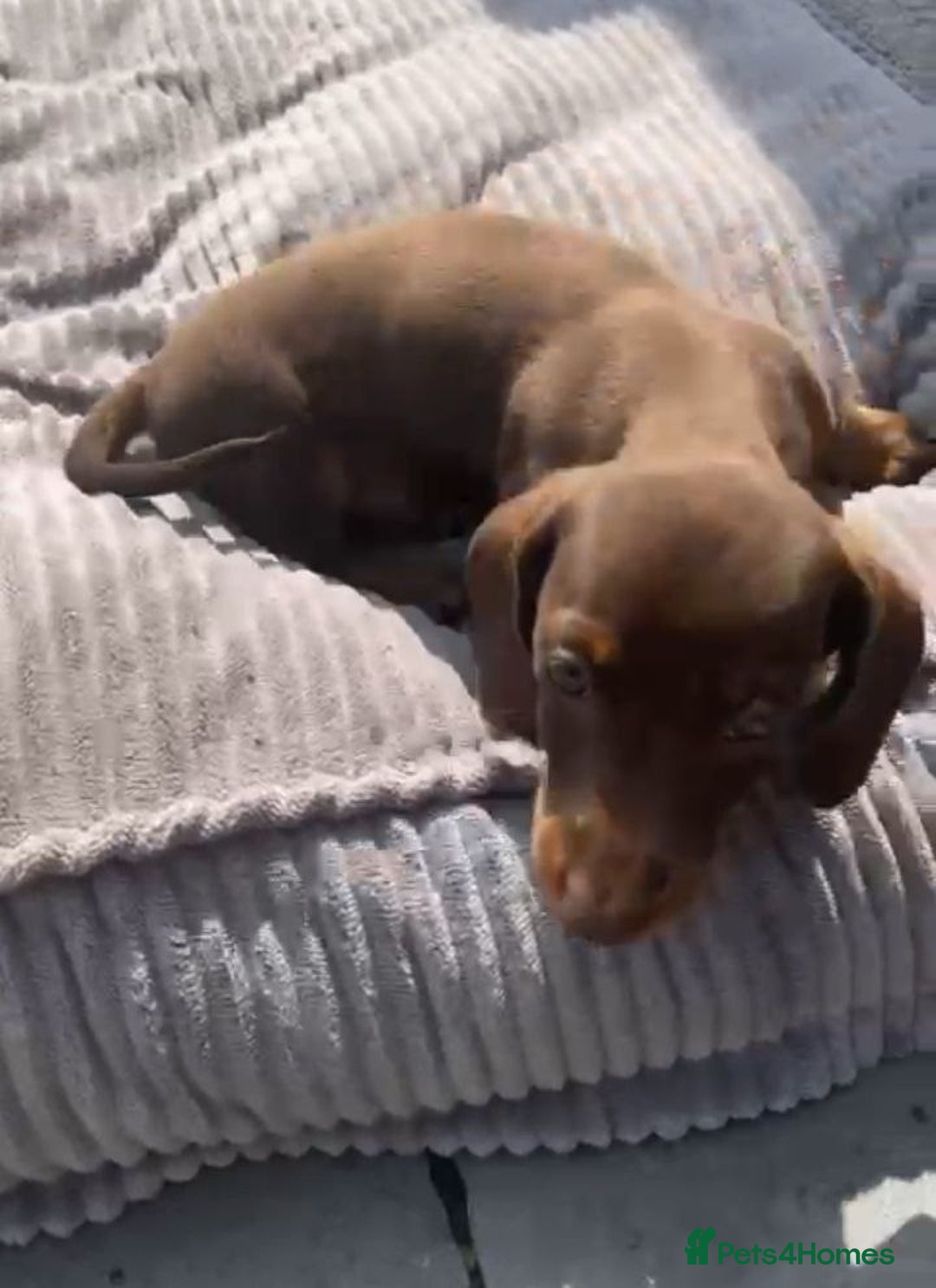 Miniature Dachshund dogs for sale: Lovely Miniature Dachshund Puppies - Image 3