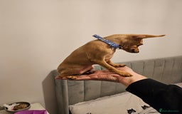 Russian Toy Terrier dogs for sale: Lovelly russian toy terrier female. - Image 3
