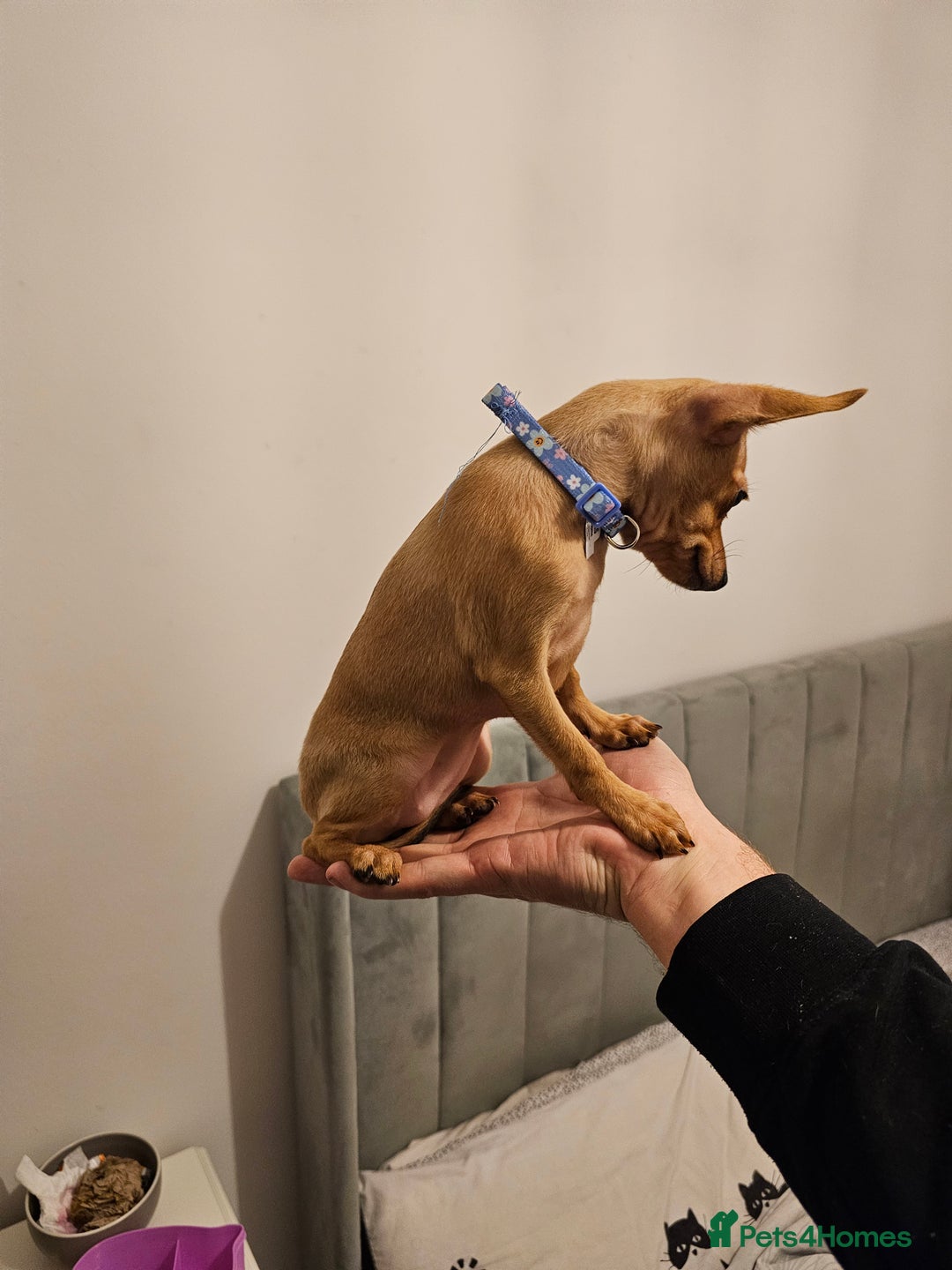 Russian Toy Terrier dogs for sale: Lovelly russian toy terrier female. - Image 3