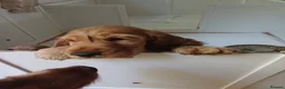 Cocker Spaniel dogs for sale: Last pup Show type cocker spaniel puppies  - Advert 14