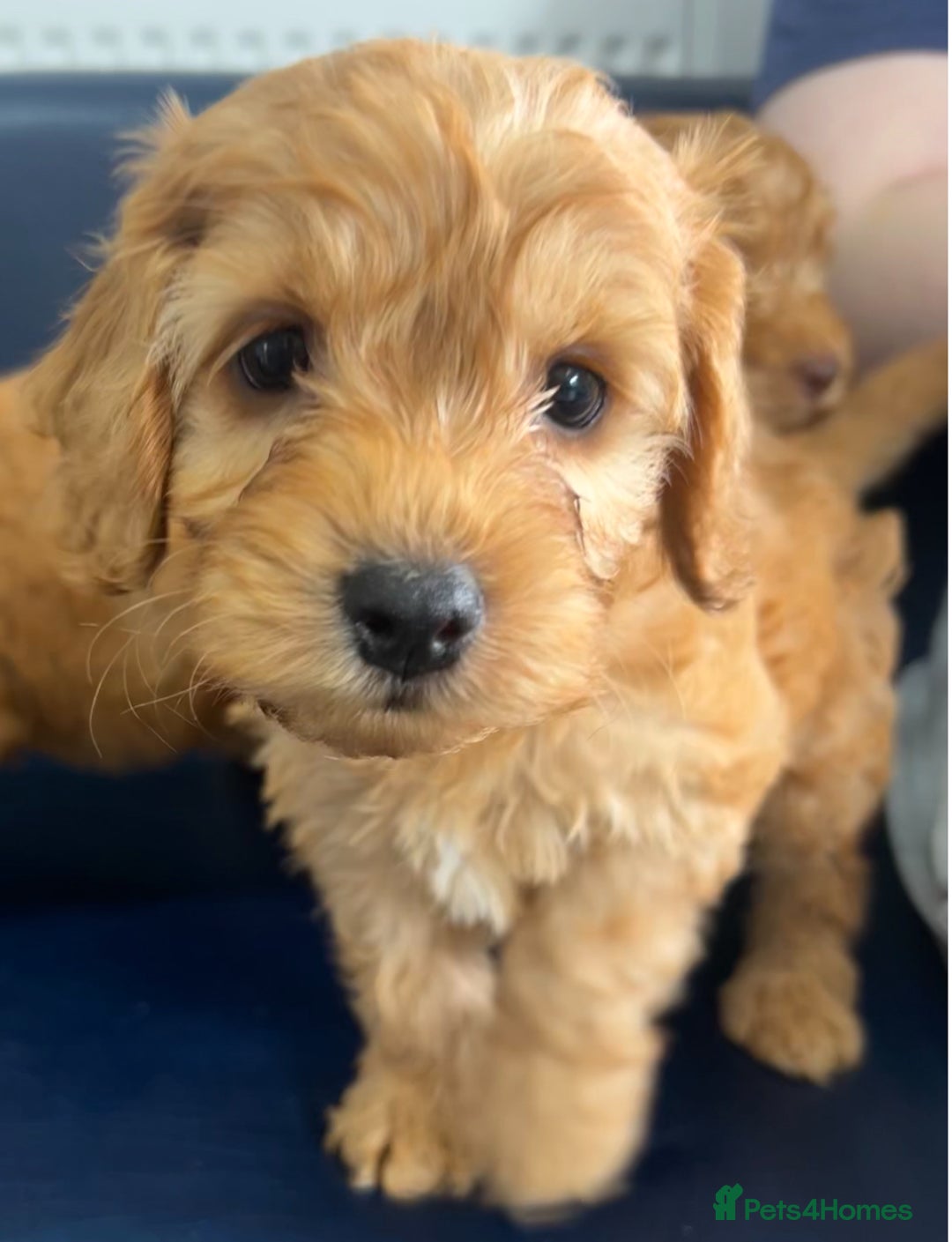 Cockapoo dogs for sale: F2b Cockapoos  in Ebbw Vale - Image 7