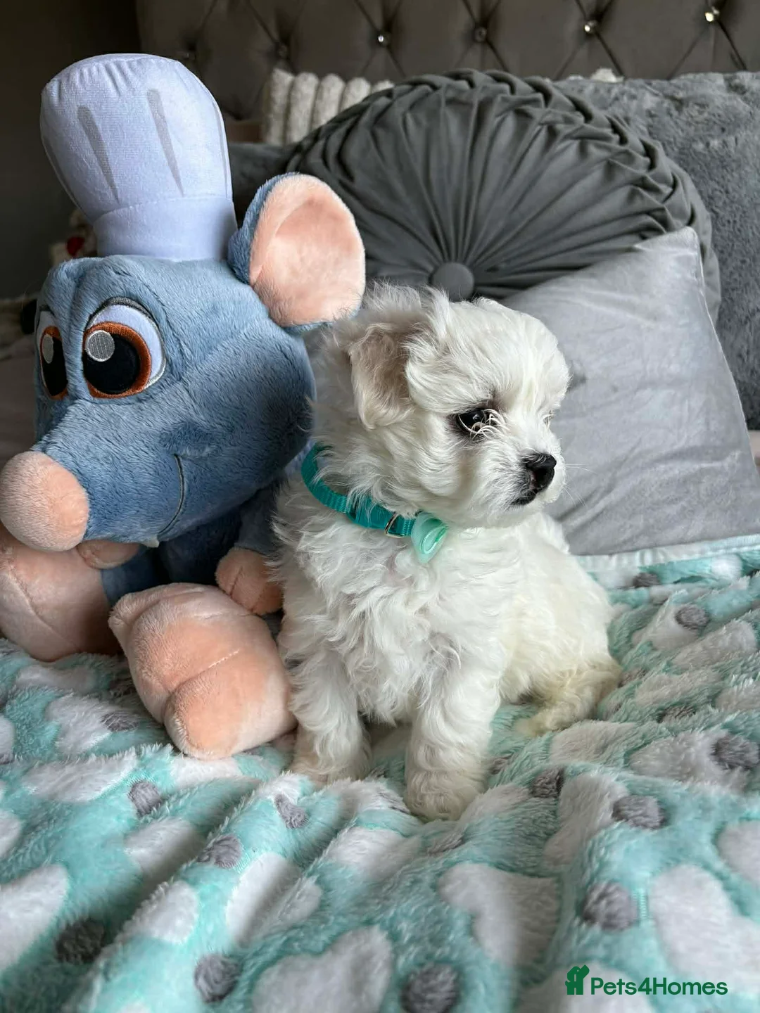 Maltese dogs for sale: Gorgeous tiny Korean Maltese puppies 🐶  - Advert 23