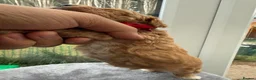 Maltipoo dogs for sale: 🐾 Beautiful Maltipoo Puppies – Two Boys Available - Advert 18