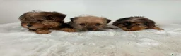 Sealyham Terrier dogs for sale: Sealyham miniture terrier - Advert 9