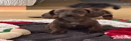Miniature Dachshund dogs for sale: Miniature Dachshund  in Bury Saint Edmunds - Advert 6