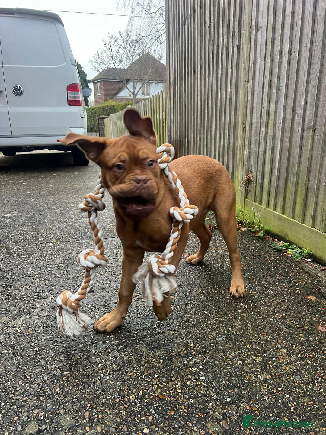 Dogue De Bordeaux dogs for sale: Beautiful boy - Advert 3