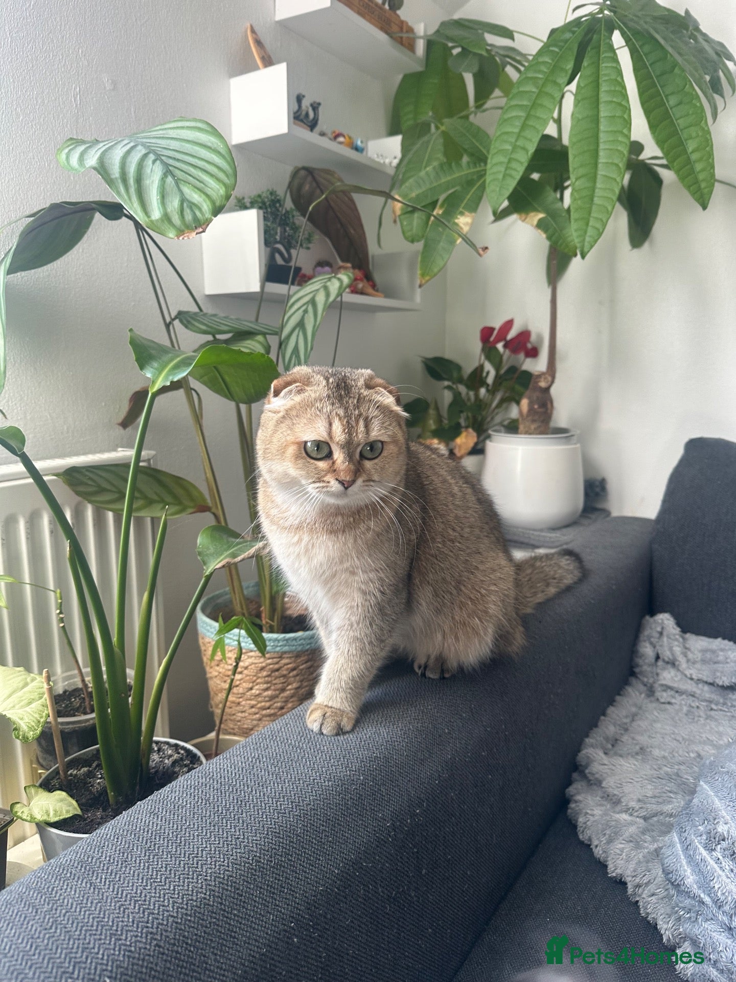 Scottish Fold cats Female Exotic Scottish - Advert 1