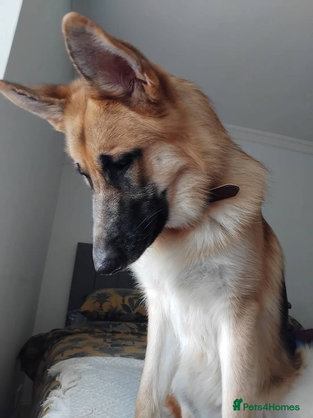 German Shepherd dogs for stud: Ragnar the German Shepherd stud - Advert 10