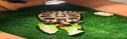 Tortoise reptiles for sale: Terry the tortoise 🐢  - Advert 3