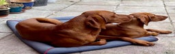 Hungarian Vizsla dogs for stud: Rare Deep Golden Rust Colour  in Chepstow - Advert 5