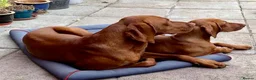 Hungarian Vizsla dogs for stud: Rare Deep Golden Rust Colour  in Chepstow - Advert 5