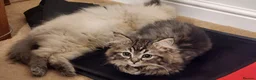 Siberian cats for sale: Pure breed Siberian Kittens for sale in Derby - Advert 15