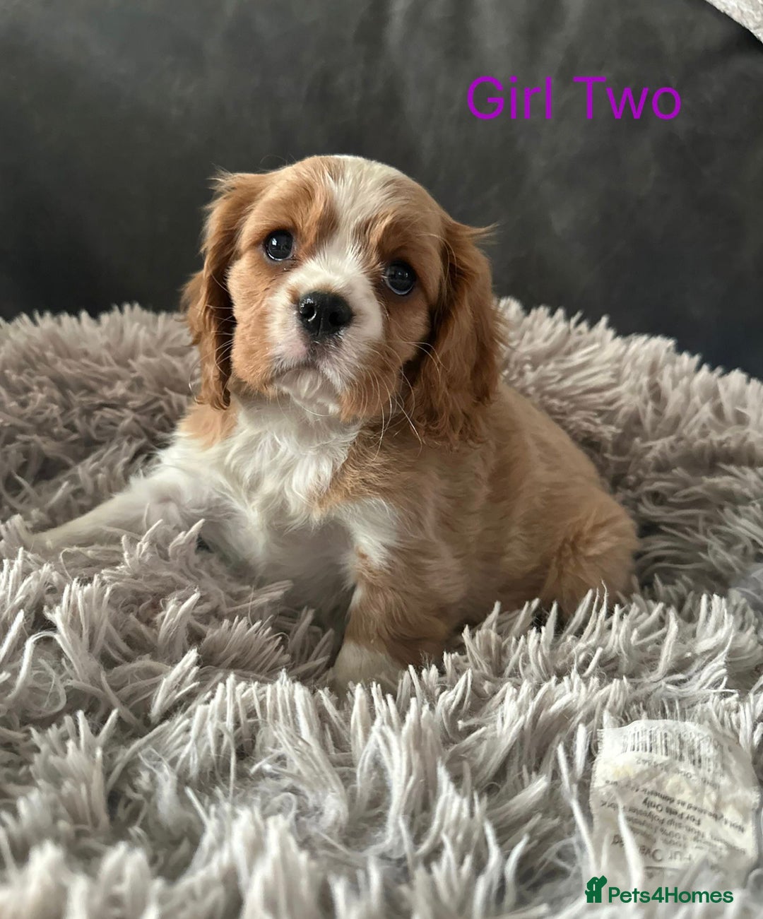 Cavalier King Charles Spaniel dogs for sale: cavalier king Charles pups parents DNA TESTED  - Advert 8