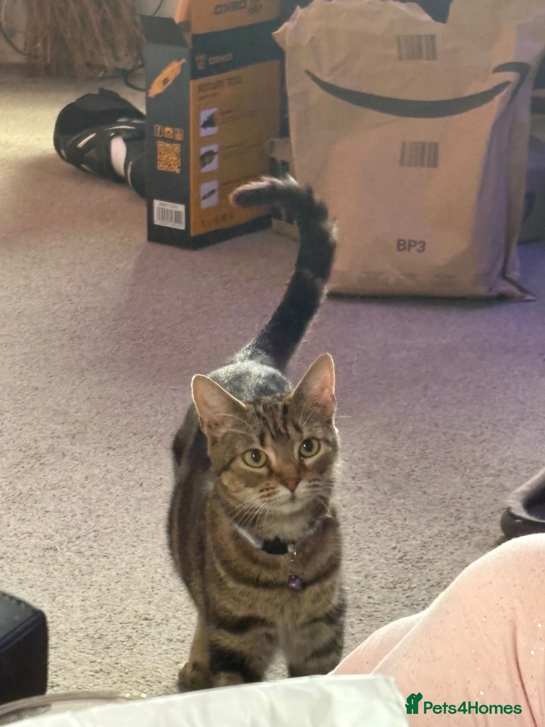 Bengal cats for sale: Beautiful Bengal girl needs a new home - Advert 3