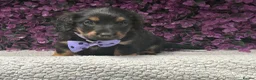 Miniature Dachshund dogs for sale: 🐾💜 EXCEPTIONAL KC MINIATURE DACHSHUND PUPS in Castle Douglas - Advert 3