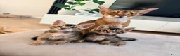 Mixed Breed cats for sale: Handsome Abyssinian Mix Boy | Home Raised - Advert 3