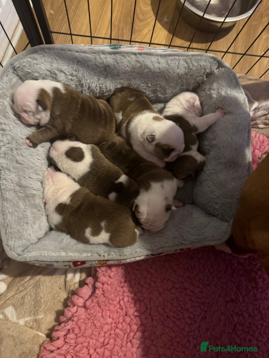 English Bulldog dogs for sale: Stunning English bulldog puppies  - Advert 29