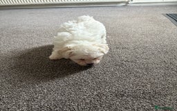 Bichon Frise dogs for sale: Bichon frise - Image 7
