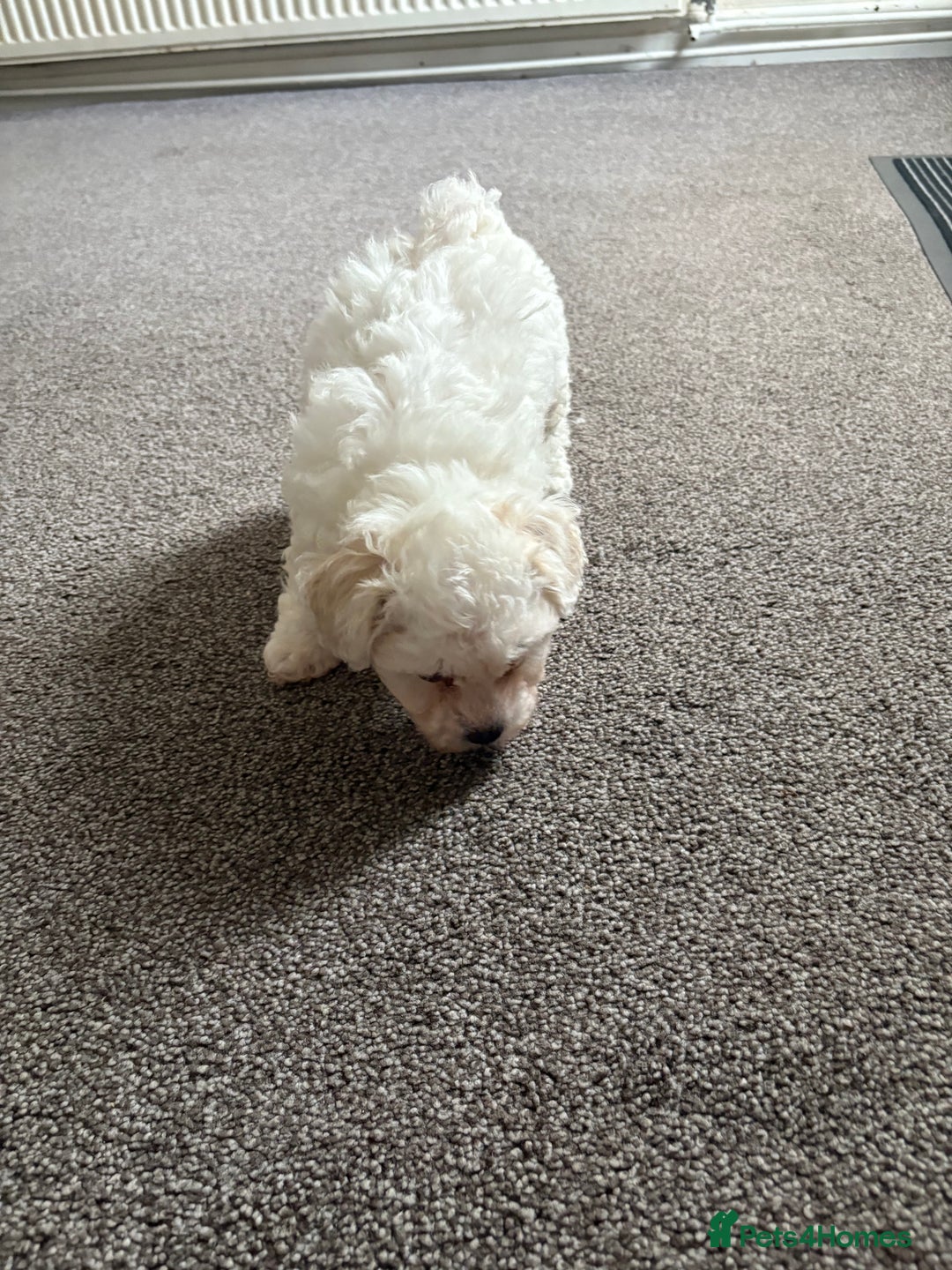 Bichon Frise dogs for sale: Bichon frise - Image 7