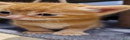 Mixed Breed cats for sale: Ragdoll Cross tabby & ginger Kittens  - Advert 11