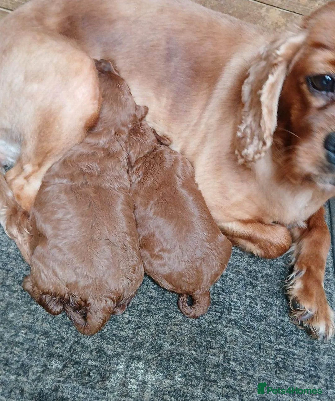 Cavapoo dogs for sale: Beautiful Red Cavapoo Girl – Loving Family Home in Manchester - Advert 4
