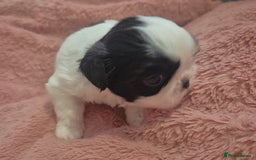 Shih Tzu dogs for sale: Imperial Shihtzu puppies - Image 8