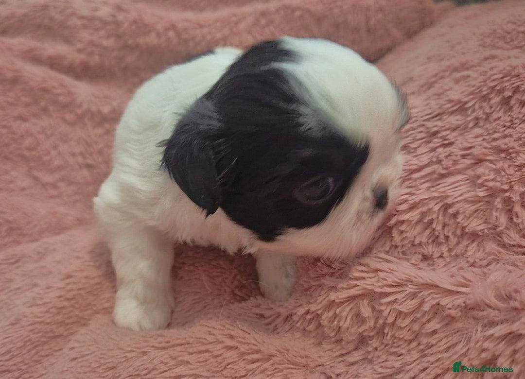 Shih Tzu dogs for sale: Imperial Shihtzu puppies - Image 8