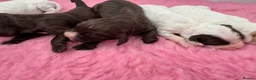 Cocker Spaniel dogs for sale: WCS Puppies from health tested KC Parents  - Advert 8