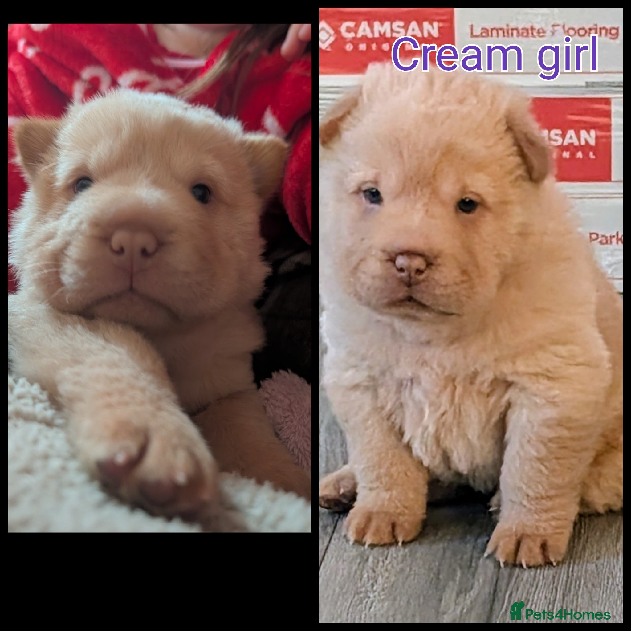 Shar Pei dogs REDUCED Ready to leave in 2 weeks. - Advert 1