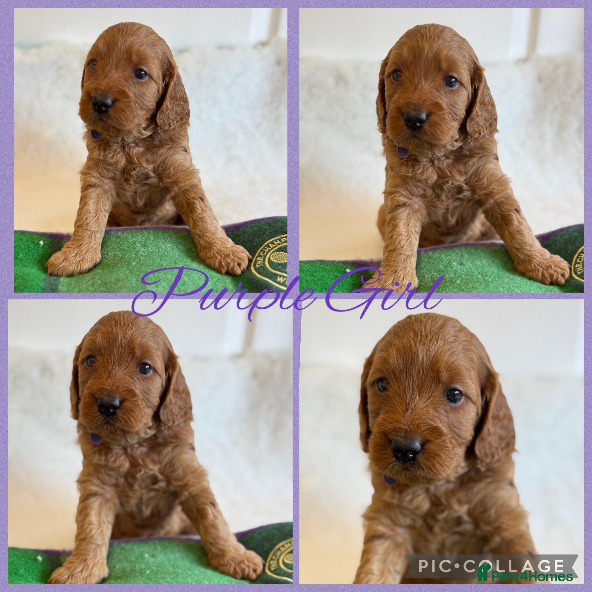 Cavapoo dogs Extensively Health Tested Cavapoo Puppies🏆 - Advert 2