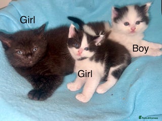 Ragdoll cats - Advert 1