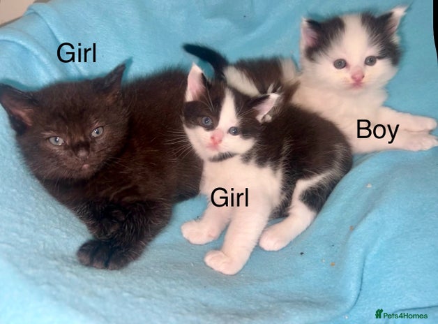 Ragdoll cats - Advert 1