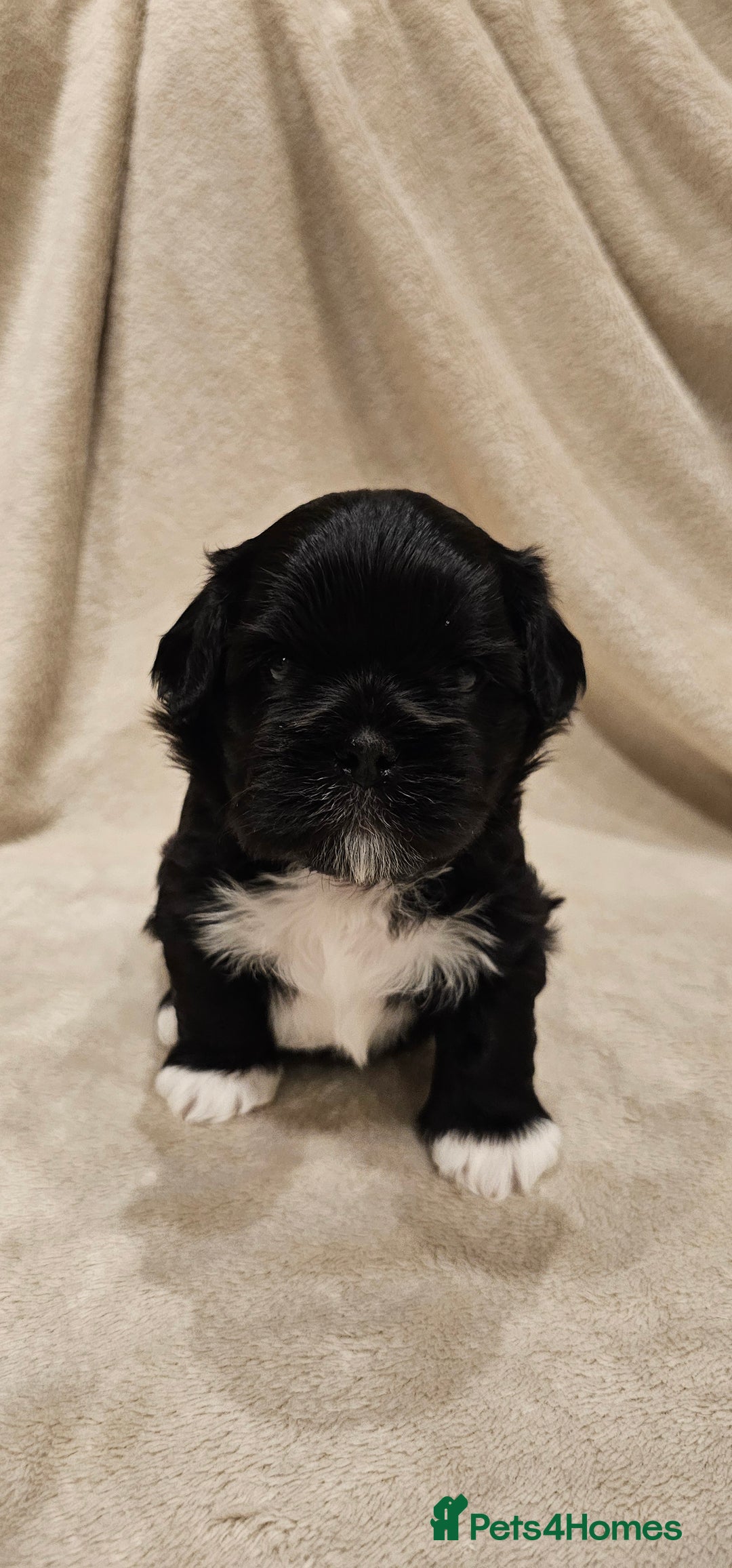 Lhasa Apso dogs for sale: Stunning pedigree Lhasa Apso Puppies - Advert 12