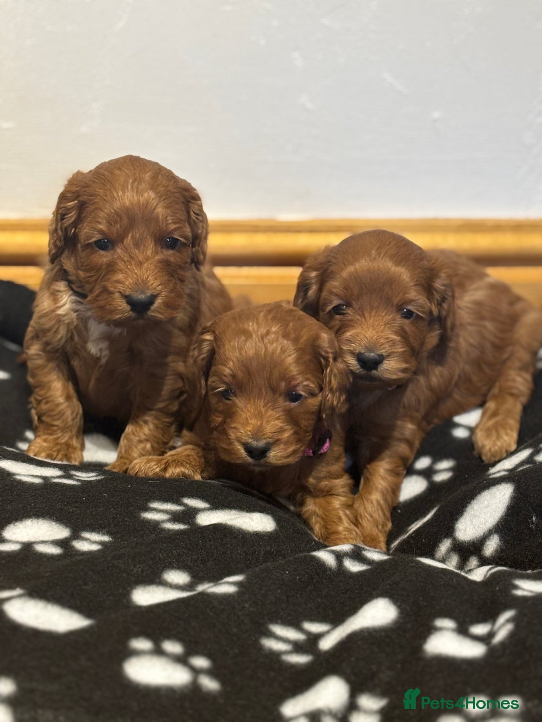 Cockapoo dogs for sale: 🐾 3 lovely Red F1 Cockapoo puppies 🐾 - Advert 3