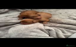 Cavapoo dogs for sale: Two Extensively Health Tested Cavapoo Girls   - Image 8