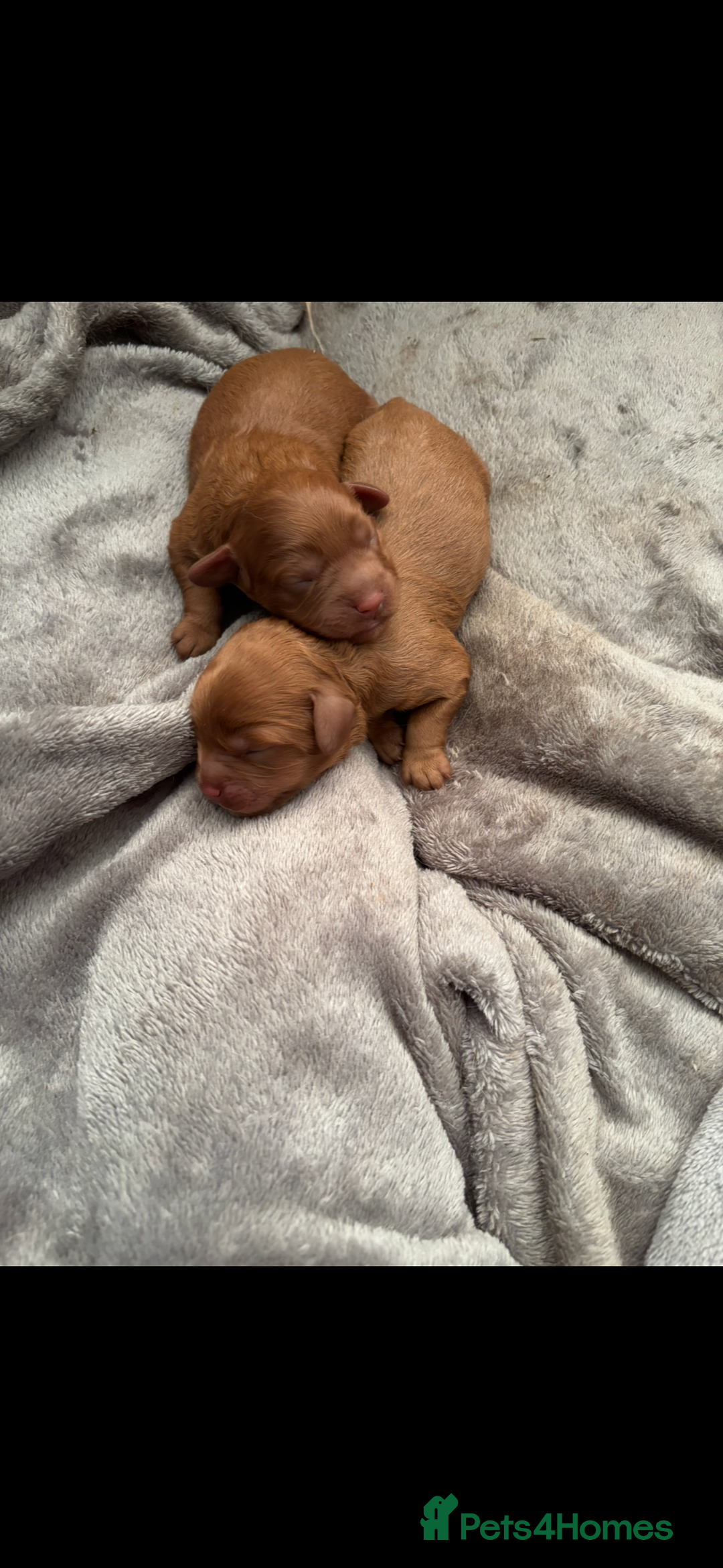 Cavapoo dogs for sale: Two Extensively Health Tested Cavapoo Girls   - Image 8